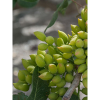 pistacchi in pianta - Pistacchi greci di Santorini - Tenuta Nomikòs