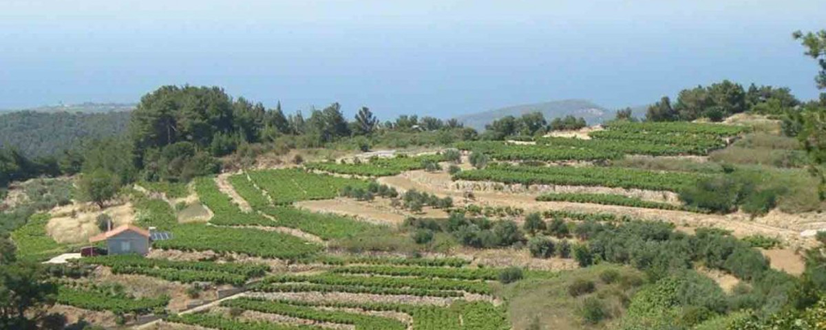 Unione delle Cooperative Vinicole di Samos - Ellenikà